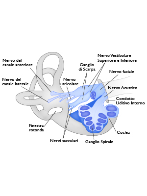 Innervazione del labirinto