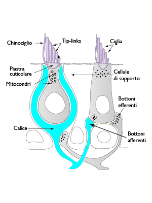 Cellule Ciliate