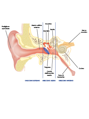 Anatomia dell'orecchio