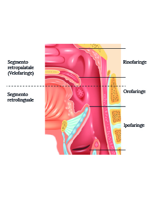 Suddivisione anatomica delle regioni faringee