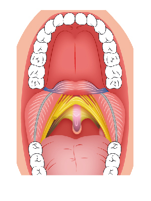 Visione dei muscoli del palato molle
