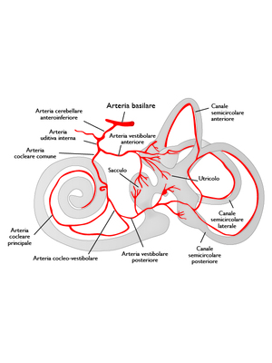 Vascolarizzazione arteriosa del labirinto