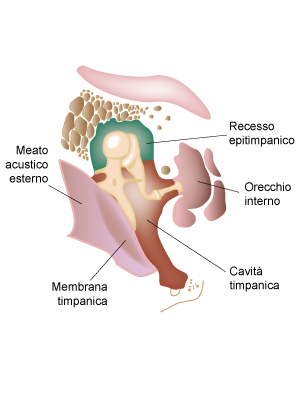 Orecchio medio: struttura