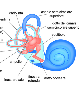 Struttura dell’orecchio interno