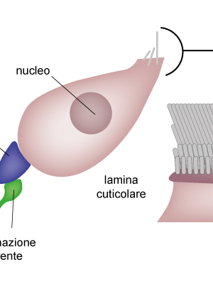Cellula ciliata interna