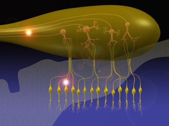 Gestione della disfunzione olfattiva: lo stato dell’arte