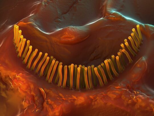 Una tecnica d’avanguardia per generare le cellule ciliate