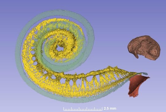 Nuove scoperte sull’anatomia della coclea grazie all’imaging di sincotrone