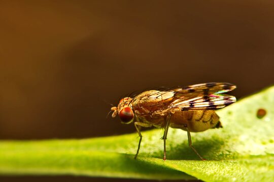 Dai moscerini della frutta un aiuto per curare i disturbi dell’udito