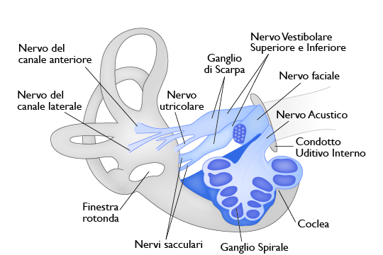 Innervazione del labirinto