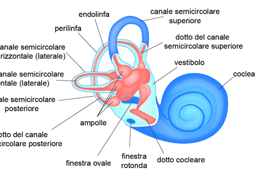 Struttura dell’orecchio interno